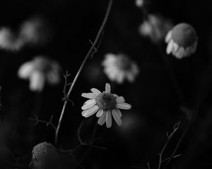 Preview wallpaper chamomile, petal, black and white, blur