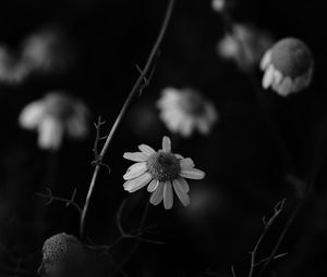 Preview wallpaper chamomile, petal, black and white, blur