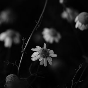 Preview wallpaper chamomile, petal, black and white, blur