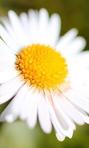 Preview wallpaper chamomile, petals, blur, macro