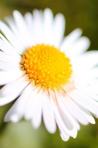 Preview wallpaper chamomile, petals, blur, macro