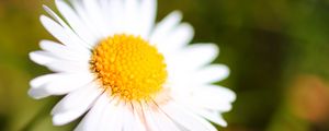 Preview wallpaper chamomile, petals, blur, macro