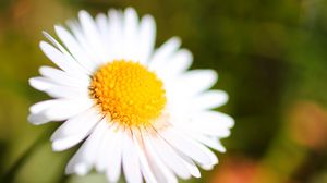 Preview wallpaper chamomile, petals, blur, macro