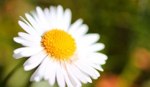 Preview wallpaper chamomile, petals, blur, macro