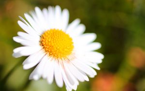 Preview wallpaper chamomile, petals, blur, macro