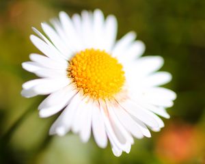 Preview wallpaper chamomile, petals, blur, macro