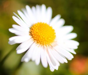 Preview wallpaper chamomile, petals, blur, macro