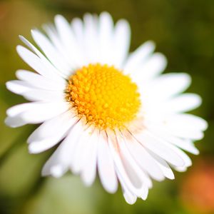Preview wallpaper chamomile, petals, blur, macro