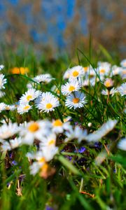 Preview wallpaper chamomile, petals, blur, flowers