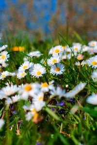 Preview wallpaper chamomile, petals, blur, flowers