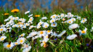 Preview wallpaper chamomile, petals, blur, flowers