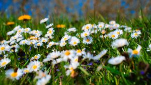 Preview wallpaper chamomile, petals, blur, flowers
