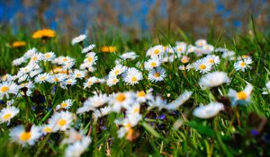 Preview wallpaper chamomile, petals, blur, flowers