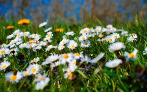 Preview wallpaper chamomile, petals, blur, flowers