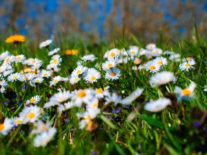 Preview wallpaper chamomile, petals, blur, flowers