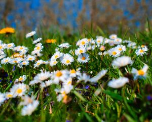 Preview wallpaper chamomile, petals, blur, flowers