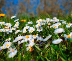 Preview wallpaper chamomile, petals, blur, flowers