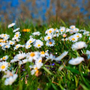 Preview wallpaper chamomile, petals, blur, flowers