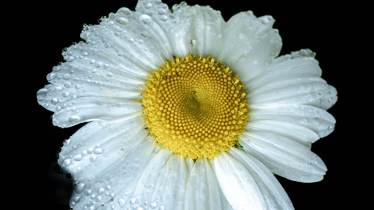 Wallpaper chamomile, petals, drops, dew, flower, white