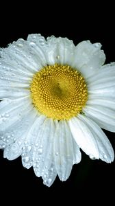 Preview wallpaper chamomile, petals, drops, dew, flower, white