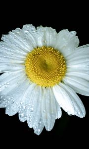 Preview wallpaper chamomile, petals, drops, dew, flower, white