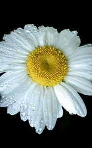 Preview wallpaper chamomile, petals, drops, dew, flower, white