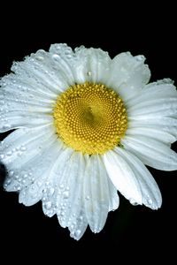 Preview wallpaper chamomile, petals, drops, dew, flower, white