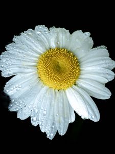 Preview wallpaper chamomile, petals, drops, dew, flower, white