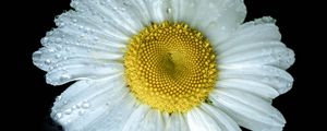 Preview wallpaper chamomile, petals, drops, dew, flower, white