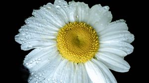 Preview wallpaper chamomile, petals, drops, dew, flower, white