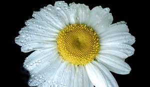 Preview wallpaper chamomile, petals, drops, dew, flower, white