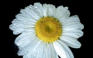 Preview wallpaper chamomile, petals, drops, dew, flower, white