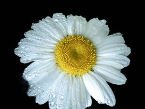 Preview wallpaper chamomile, petals, drops, dew, flower, white