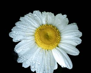 Preview wallpaper chamomile, petals, drops, dew, flower, white