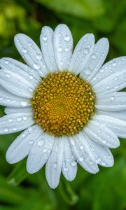 Preview wallpaper chamomile, petals, drops, water, flower, macro