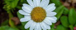 Preview wallpaper chamomile, petals, drops, water, flower, macro