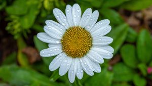 Preview wallpaper chamomile, petals, drops, water, flower, macro