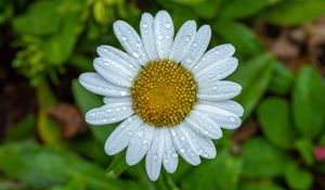 Preview wallpaper chamomile, petals, drops, water, flower, macro