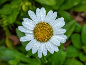 Preview wallpaper chamomile, petals, drops, water, flower, macro