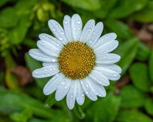 Preview wallpaper chamomile, petals, drops, water, flower, macro