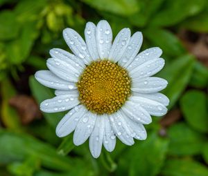 Preview wallpaper chamomile, petals, drops, water, flower, macro