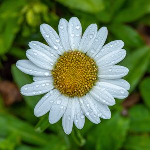 Preview wallpaper chamomile, petals, drops, water, flower, macro