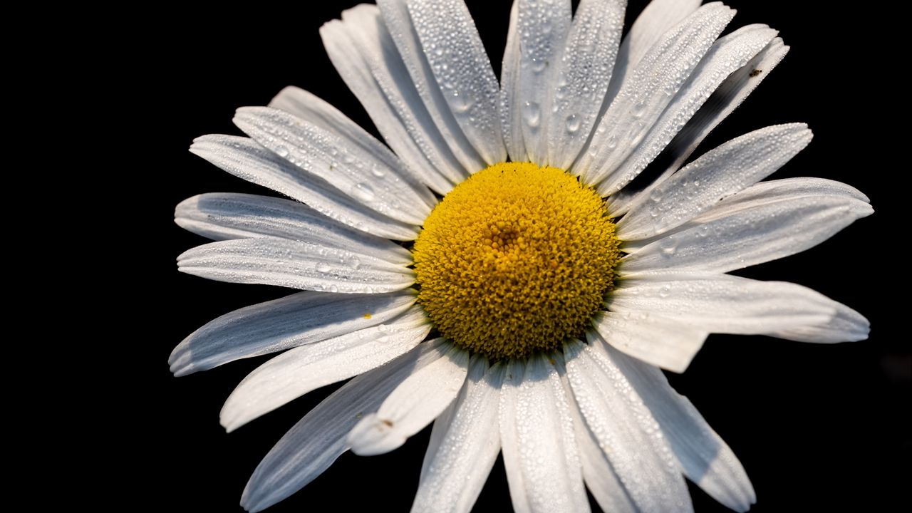 Wallpaper chamomile, petals, drops, flower, macro