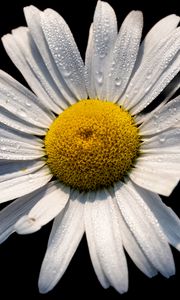 Preview wallpaper chamomile, petals, drops, flower, macro