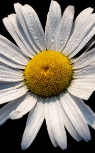 Preview wallpaper chamomile, petals, drops, flower, macro