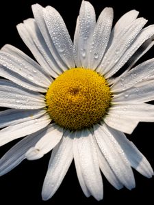 Preview wallpaper chamomile, petals, drops, flower, macro