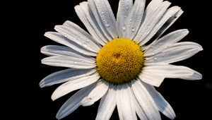 Preview wallpaper chamomile, petals, drops, flower, macro
