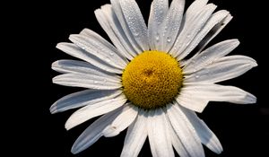 Preview wallpaper chamomile, petals, drops, flower, macro