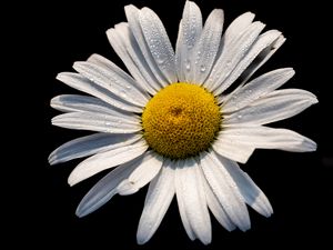 Preview wallpaper chamomile, petals, drops, flower, macro