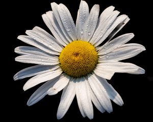 Preview wallpaper chamomile, petals, drops, flower, macro